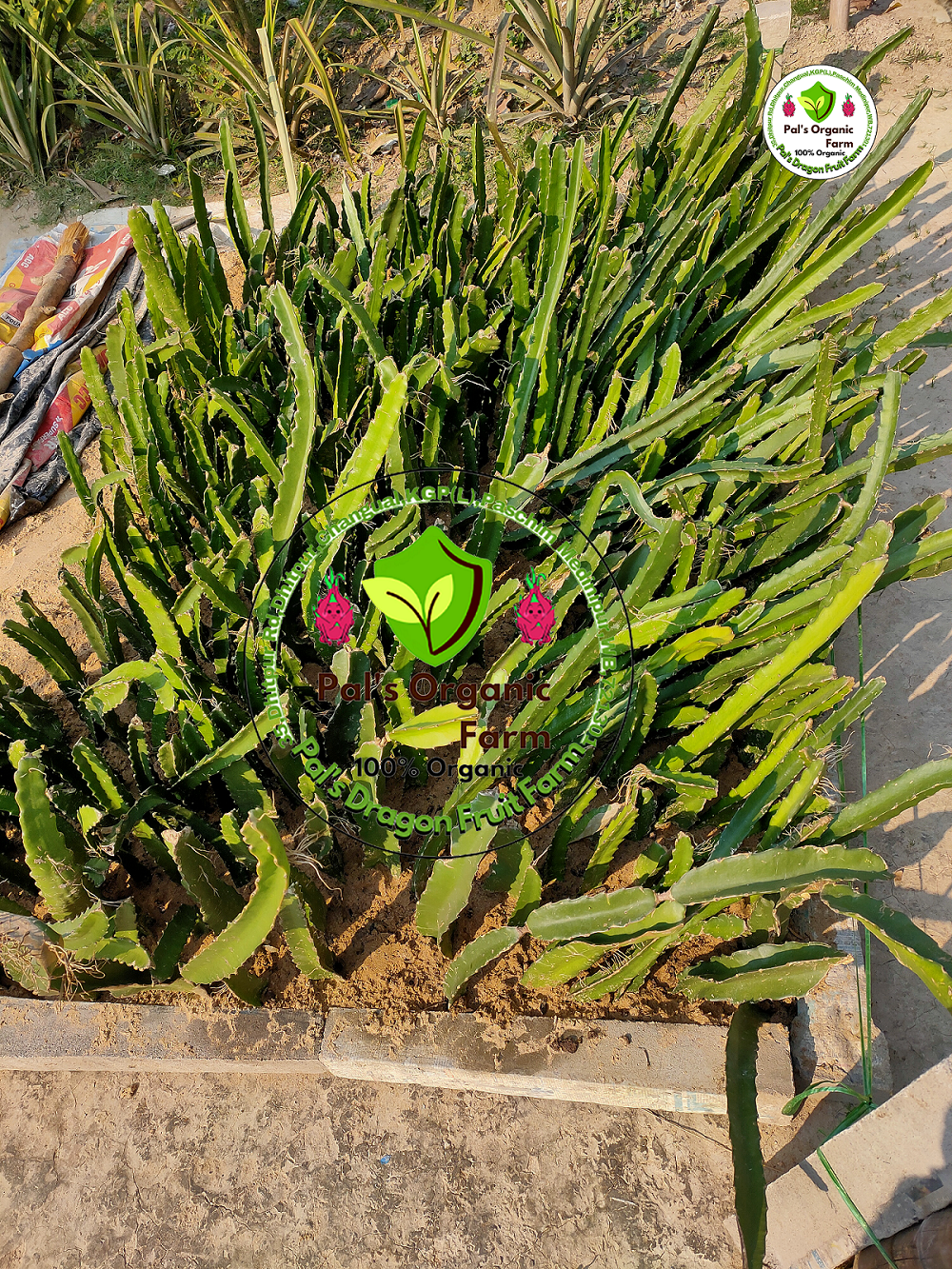 Red Dragon Fruit Plant